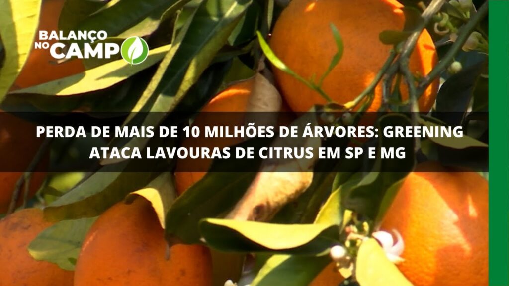 Perda de mais de 10 milhões de árvores: greening ataca lavouras de citrus em SP e MG