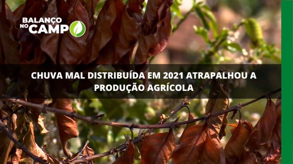 Chuva mal distribuída em 2021 atrapalhou a produção agrícola