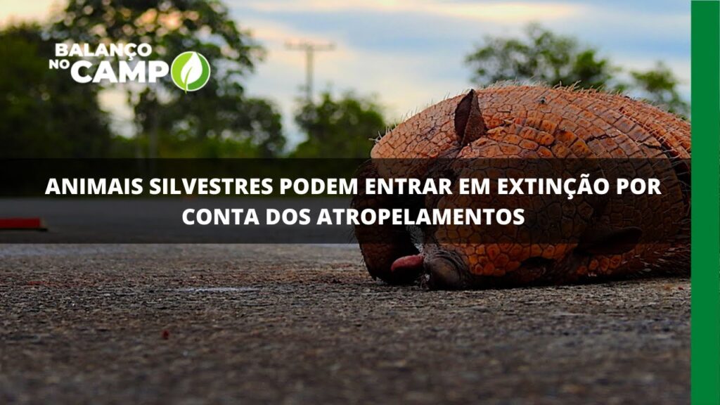 Animais silvestres podem entrar em extinção por conta dos atropelamentos