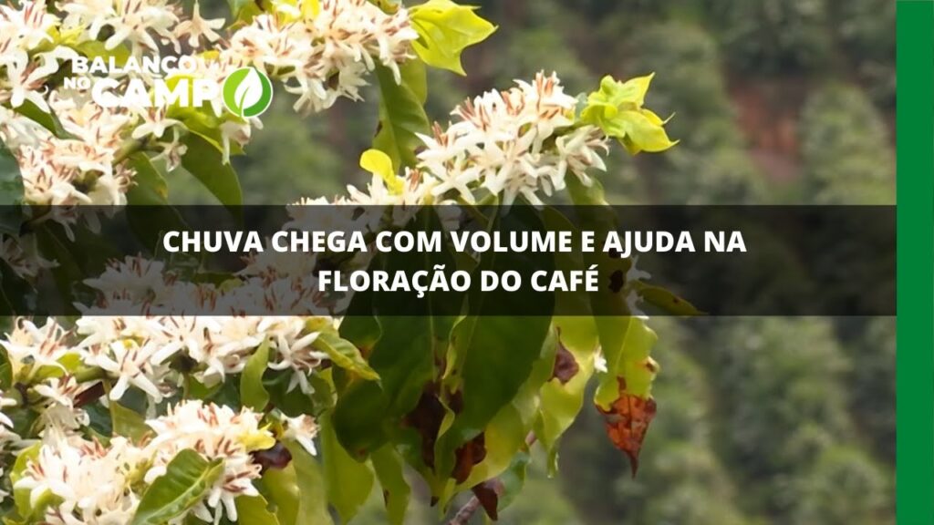 Chuva chega com volume e ajuda na floração