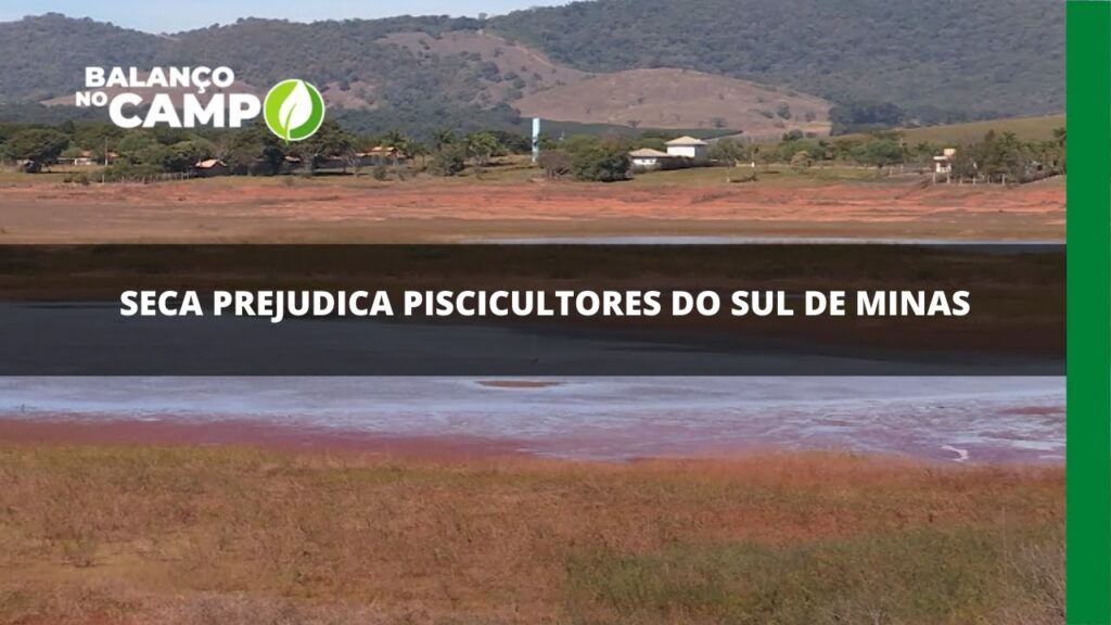 Sul de Minas: piscicultores sofrem com a pior seca dos últimos anos