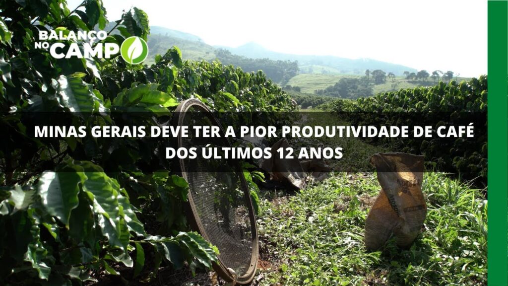 Pior safra em 12 anos: estimativas apontam uma queda de produtividade do café