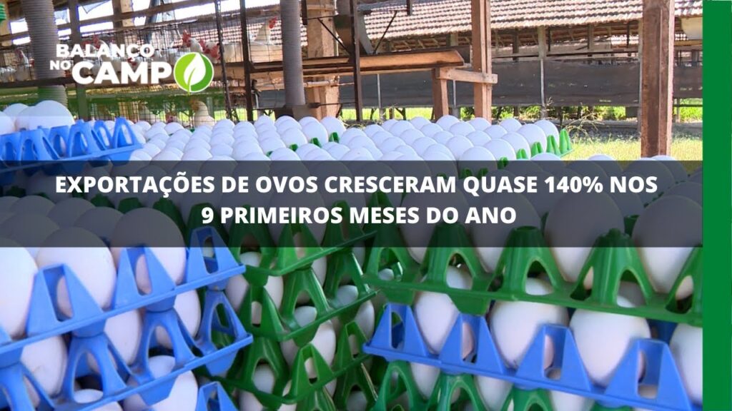 Mercado em alta: exportação de ovos cresceu 138%