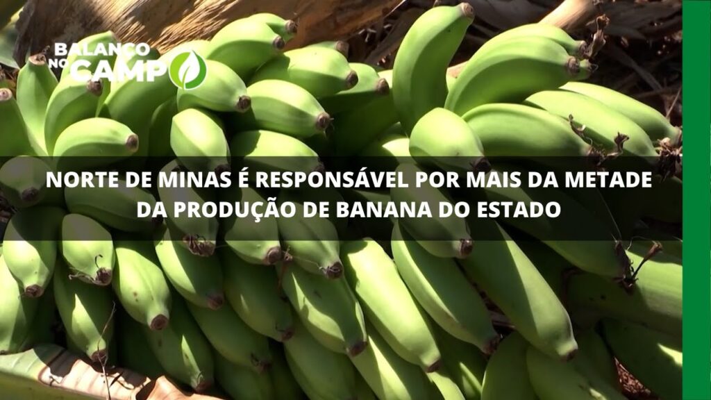 Produção de banana é destaque no Norte de Minas