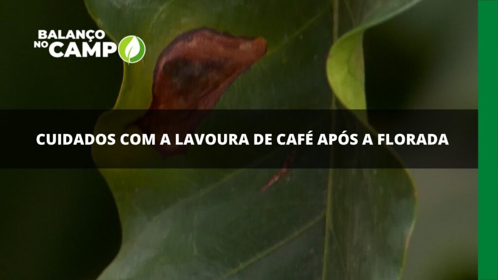 Cuidados com a lavoura de café após a florada