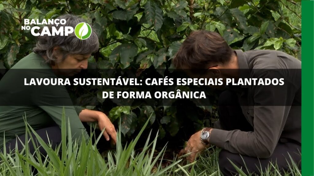 Cafés especiais são cultivados de forma orgânica