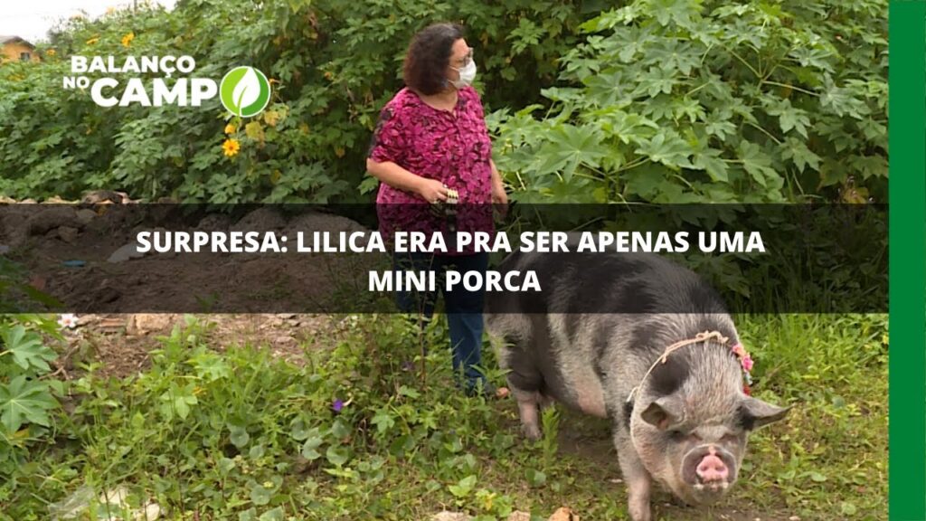 Era pra ser uma mini porca mas a Lilica resolveu crescer além do esperado