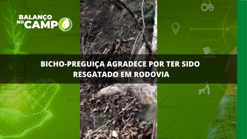 Bicho-preguiça é resgatado em rodovia e agradece