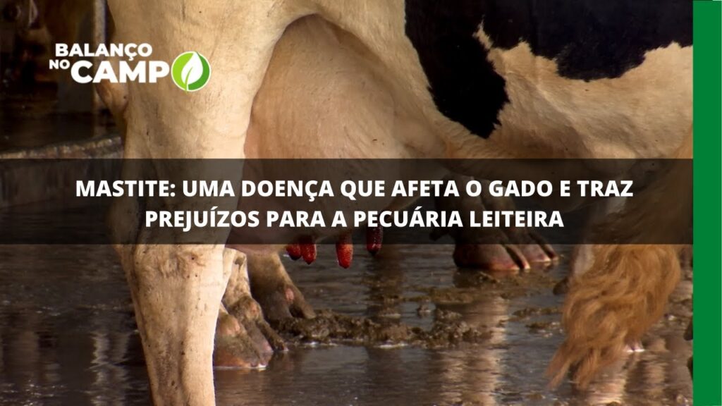 Mastite: doença que traz prejuízos aos pecuaristas