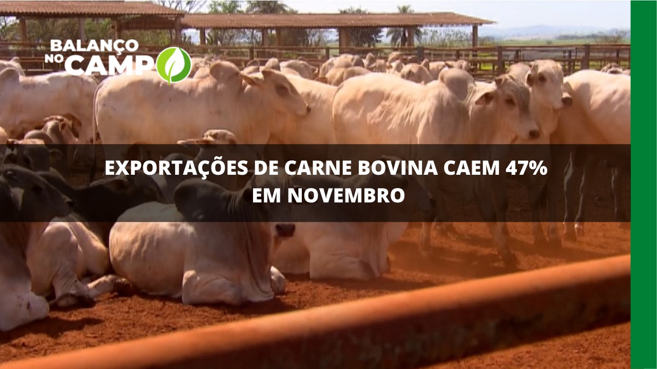 Exportações de carne bovina caem quase 50% em novembro.
