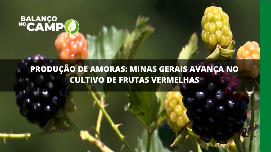 Agricultores de Minas Gerais apostam no cultivo de Frutas vermelhas.
