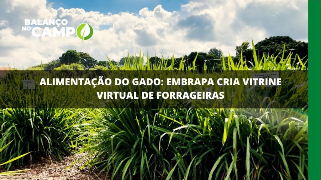 Informações sobre forrageiras é disponibilizada pela Embrapa