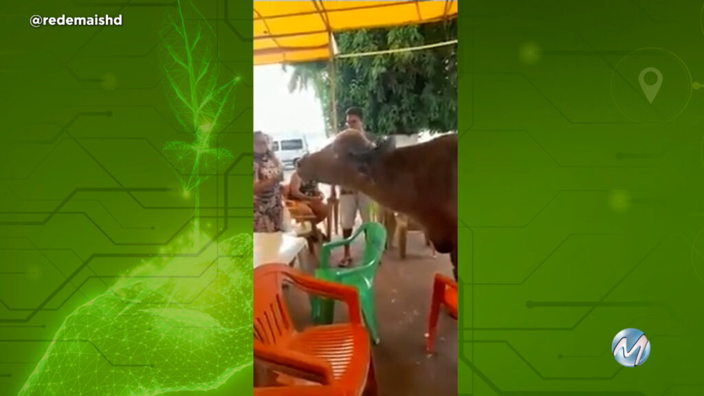 Búfalo aproveita calor pra tomar sorvete com turistas