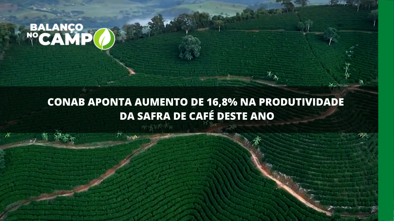 Previsão de alta de 16,8% na produtividade da safra de café