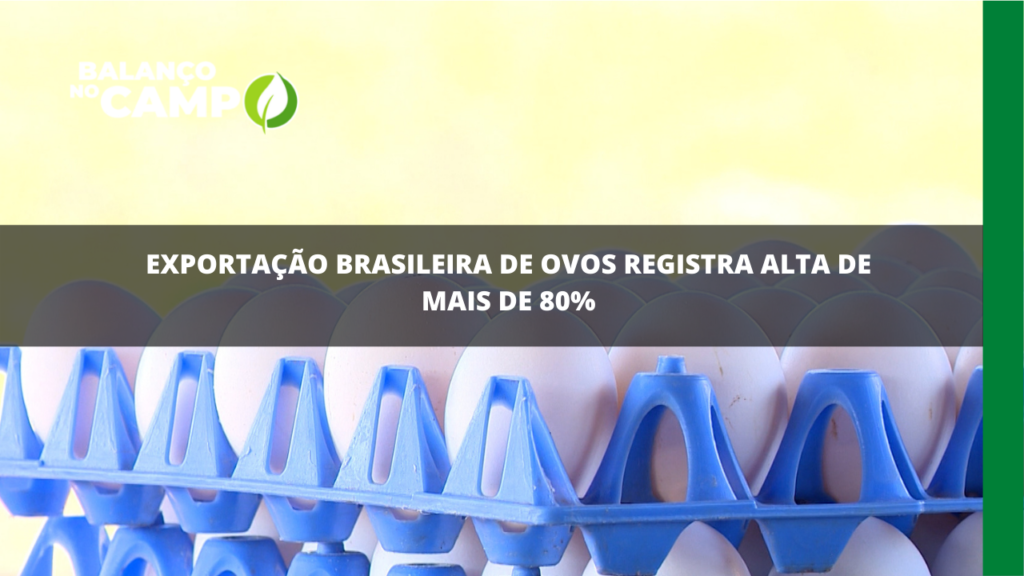 Exportação brasileira de ovos registra alta de mais de 80%