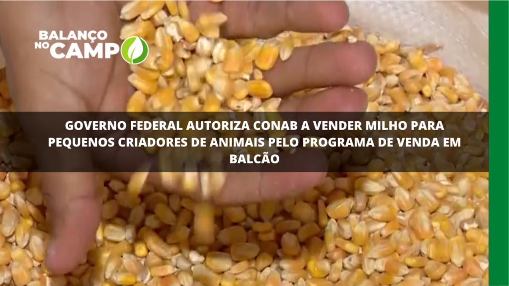 Conab é autorizada a vender milho pelo programa de venda em balcão