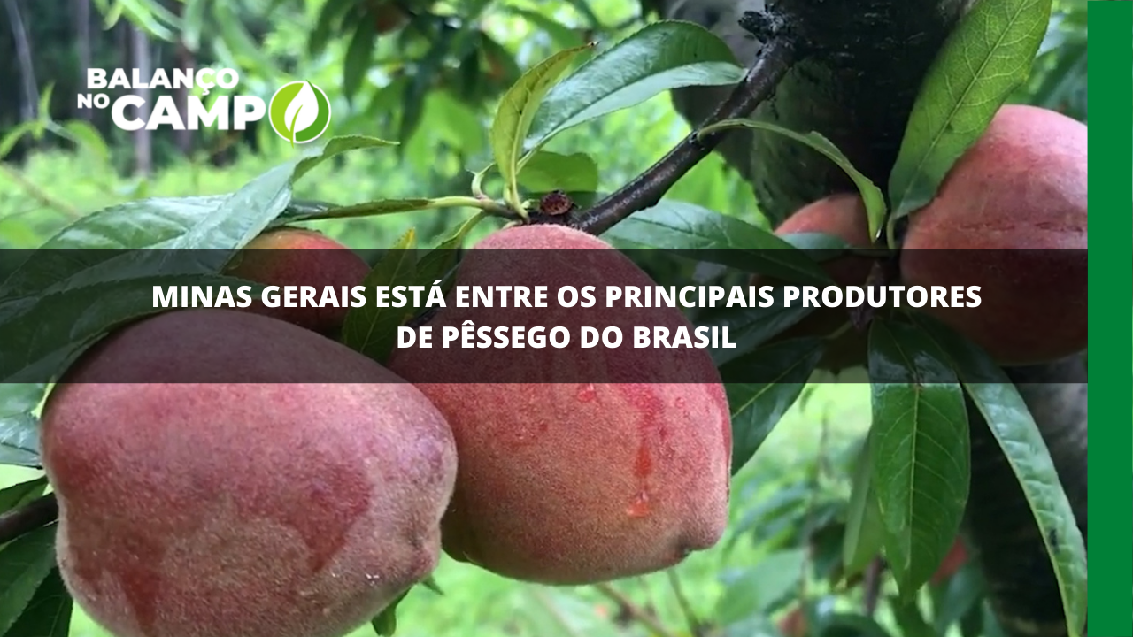 Minas está entre os 5 principais produtores de pêssegos do país