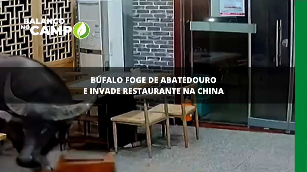 Inusitado: Búfalo invade restaurante na China e atinge cliente