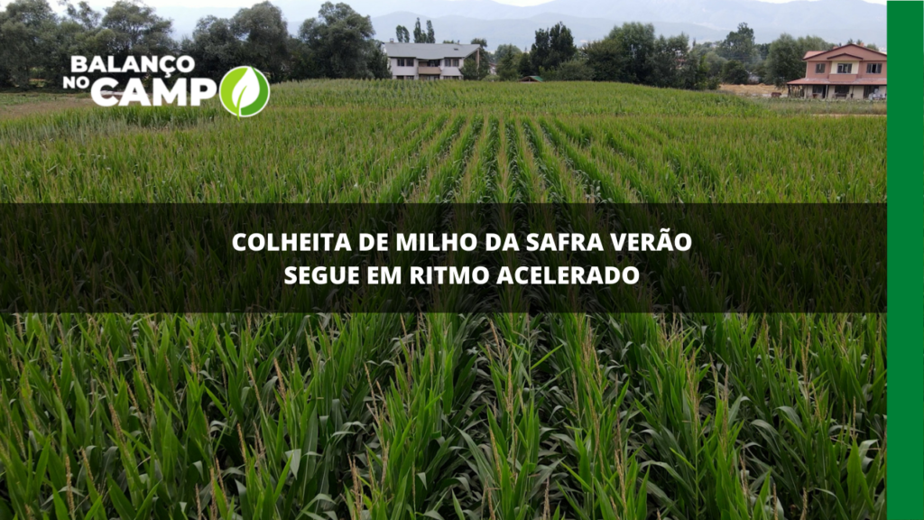 Colheita de milho da safra verão segue em ritmo acelerado