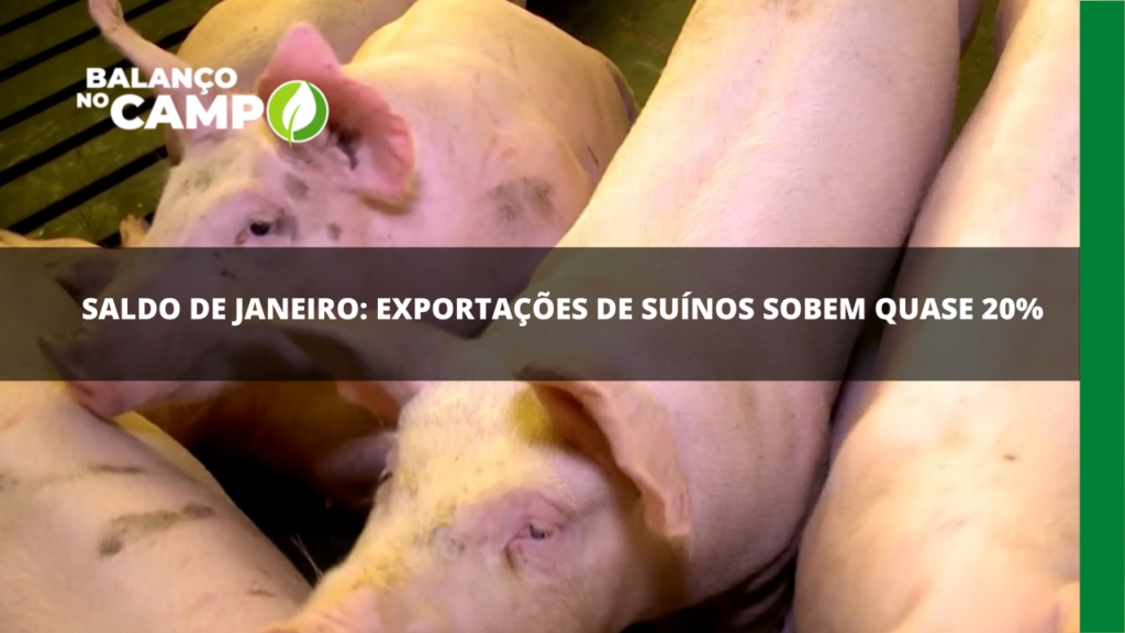 Em janeiro: alta nas exportações da carne suína