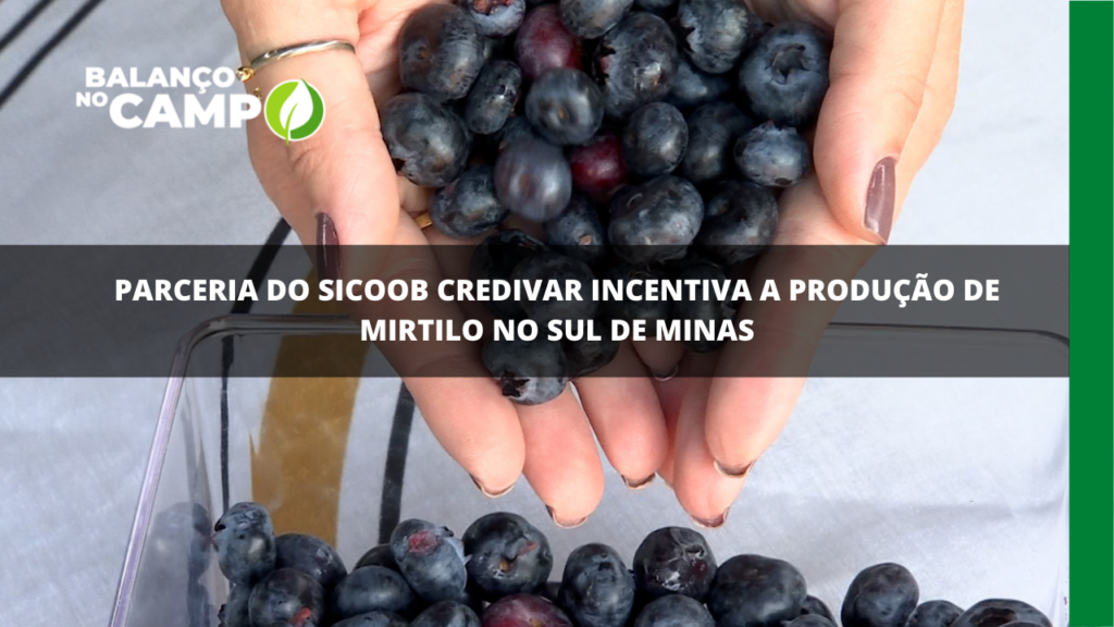 Mirtilo: Sicoob Credivar incentiva a produção da fruta que vem ganhando espaço