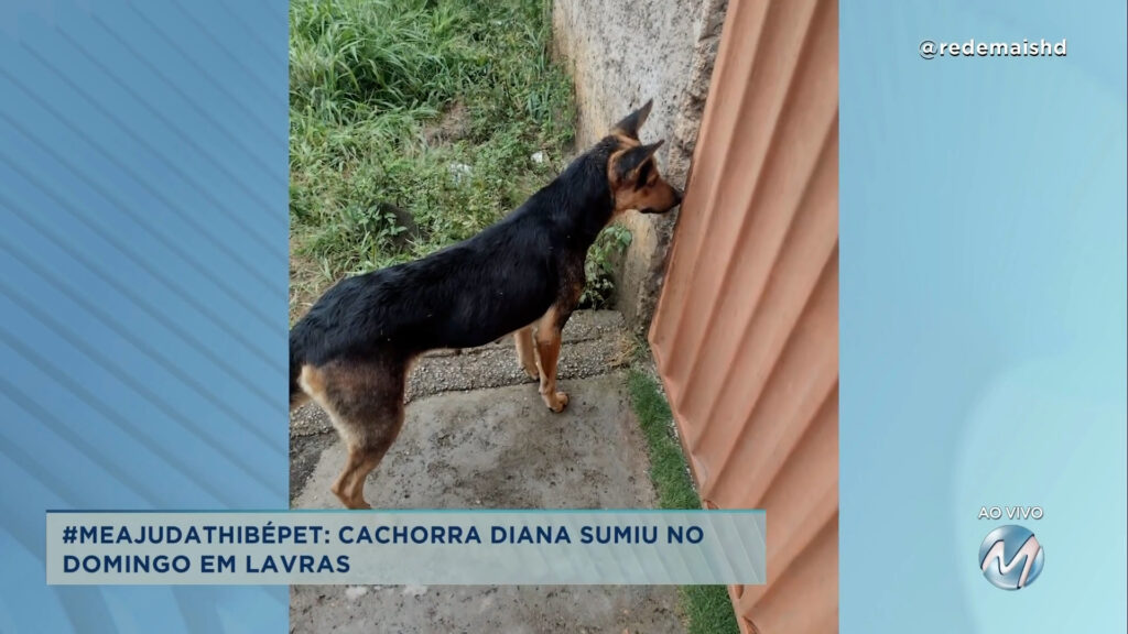 #meajudathibépet: cachorra Diana sumiu no domingo em Lavras.