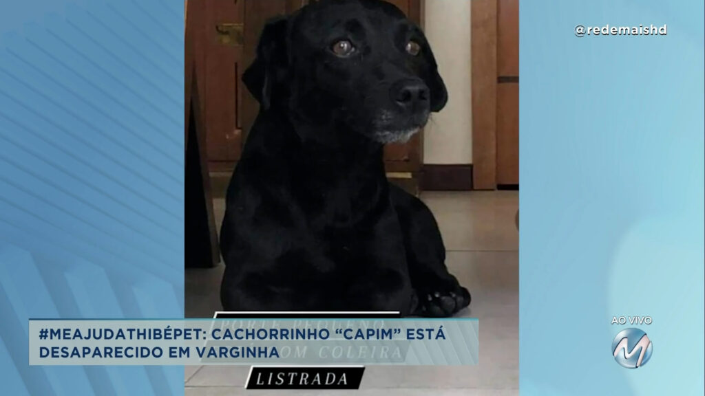 #meajudathibépet: cachorrinho “Capim” está desaparecido em Varginha.