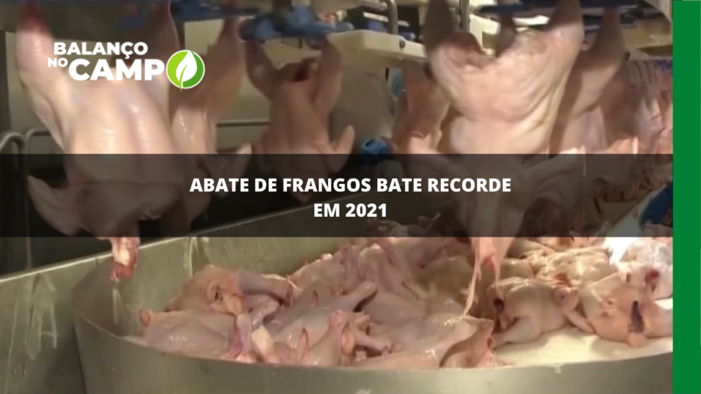 Abate de frangos bate recorde em 2021