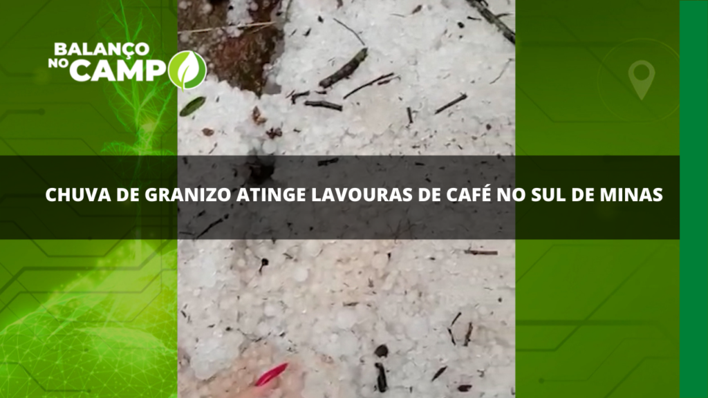 Uma forte chuva de granizo atingiu lavouras de café no Sul de Minas