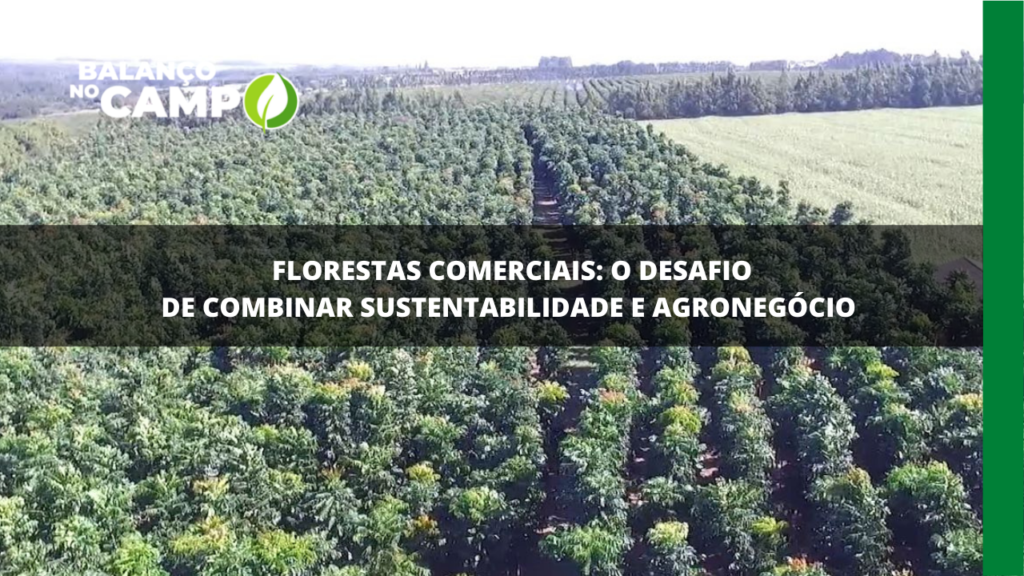 Florestas Comerciais: o desafio de combinar sustentabilidade e agronegócio