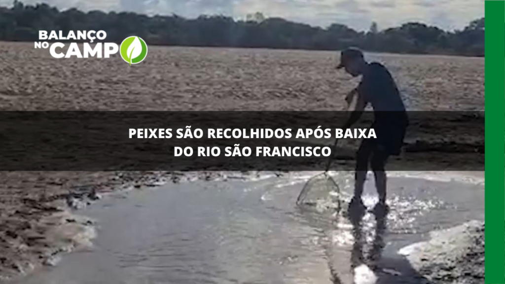 Peixes são recolhidos após baixa do Rio São Francisco