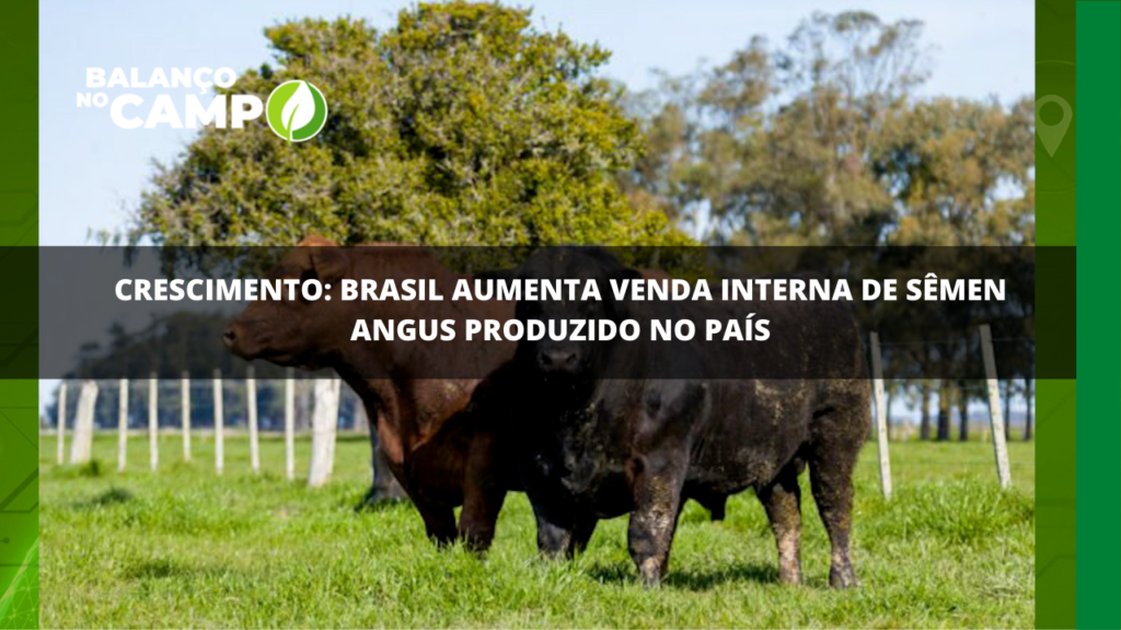 Aumentam a produção e a venda de sêmen angus no Brasil