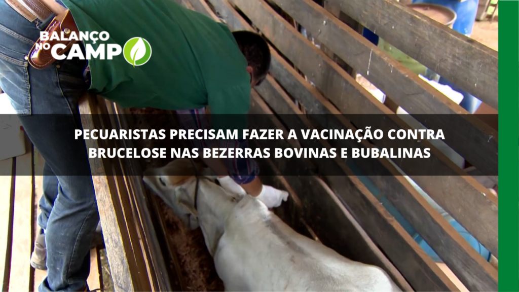 Vai até dia 30/06 o prazo da vacinação contra a brucelose