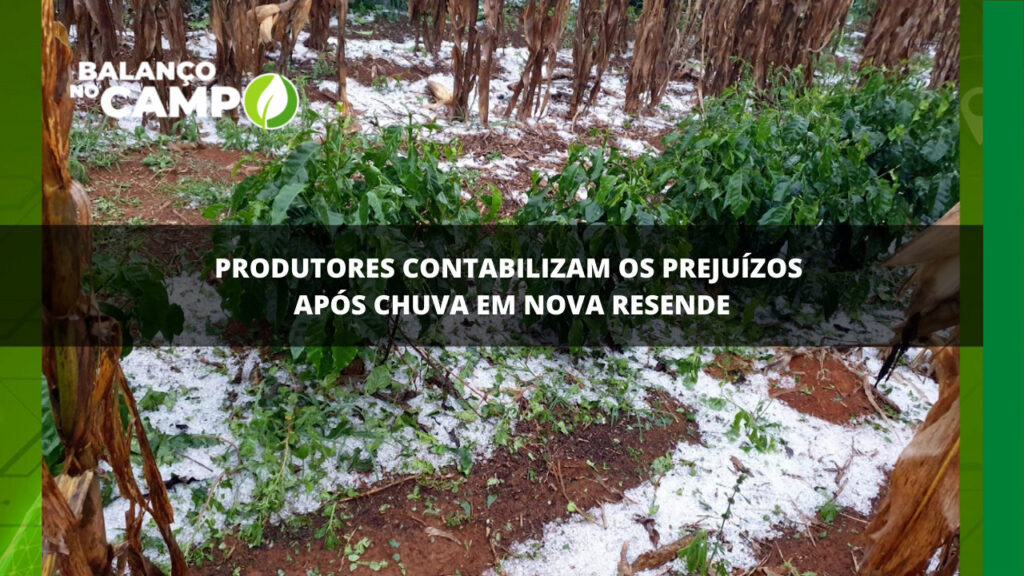 Produtores contabilizam os prejuízos após chuva em Nova Resende