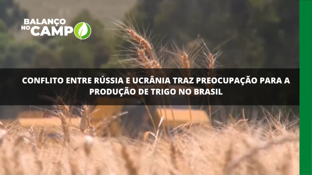 Por conta da guerra, Brasil pensa em medidas para aumentar a produção de trigo