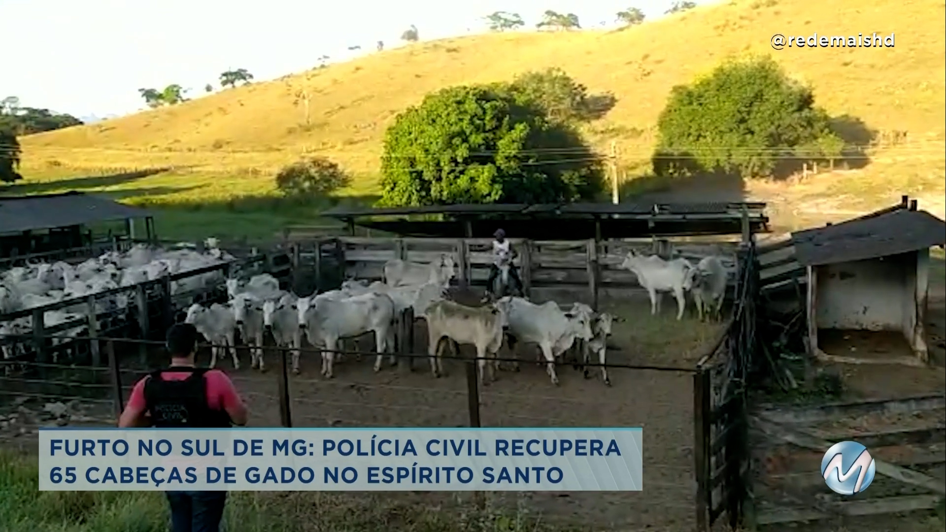 Furto No Sul De Mg Polícia Civil Recupera 65 Cabeças De Gado No