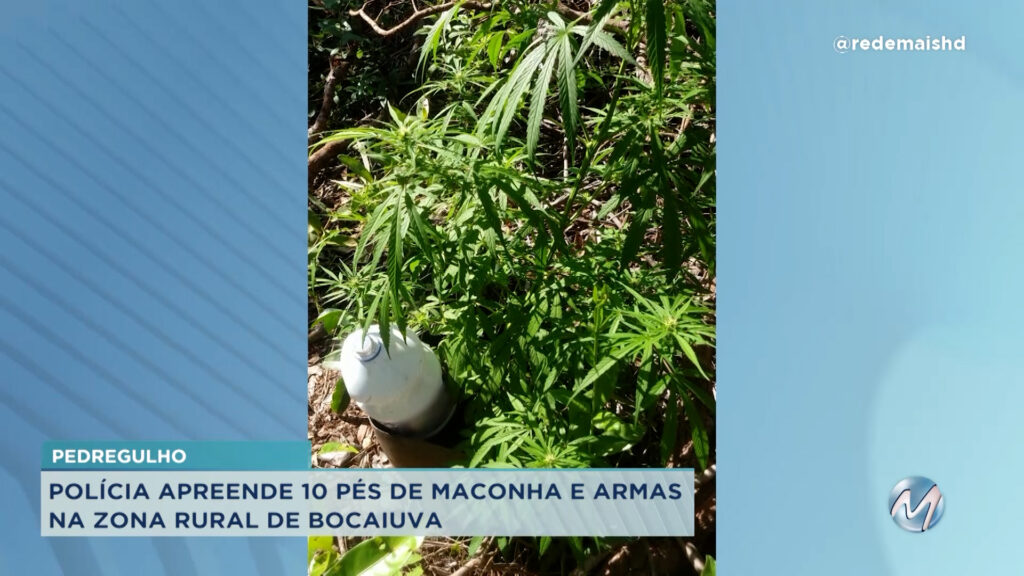 Bocaiuva: polícia apreende 10 pés de maconha na zona rural