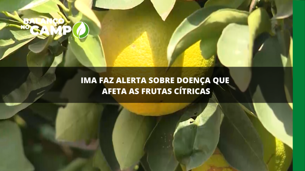 Doença afeta cultura de citrus em Minas Gerais