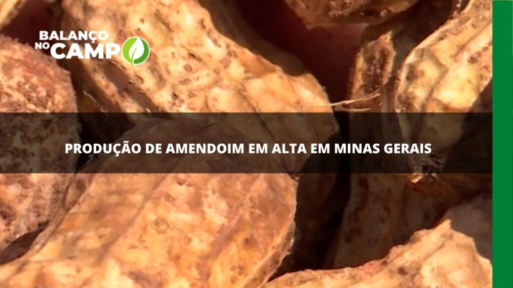 Produtor do Sul de Minas investe na produção de amendoim.