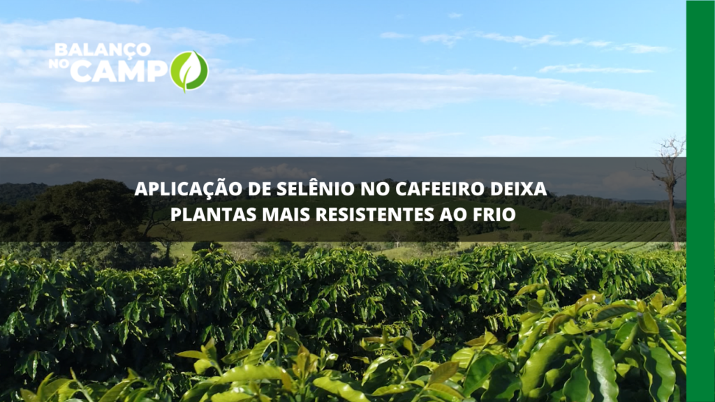 Aplicação de selênio no cafeeiro deixa plantas mais resistentes ao frio