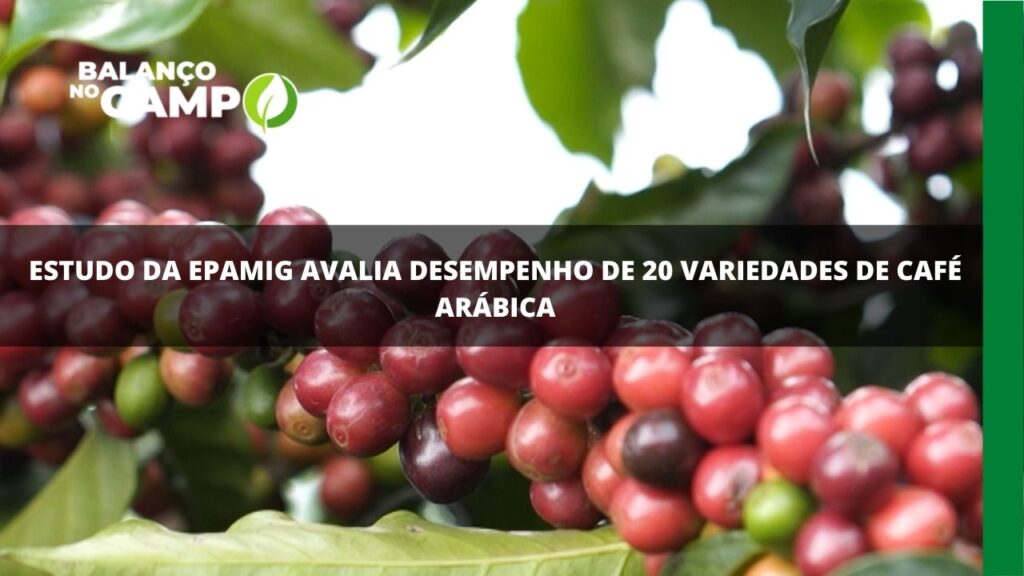 Epamig avalia desempenho de variedades de café.