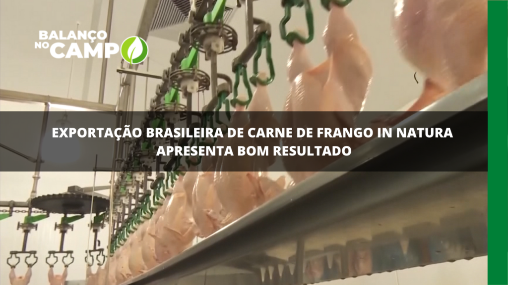 Exportação brasileira  de carne de frango in natura apresenta bom resultado