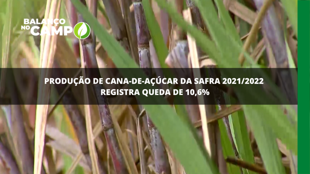 Queda na colheita da cana-de-açúcar no Brasil