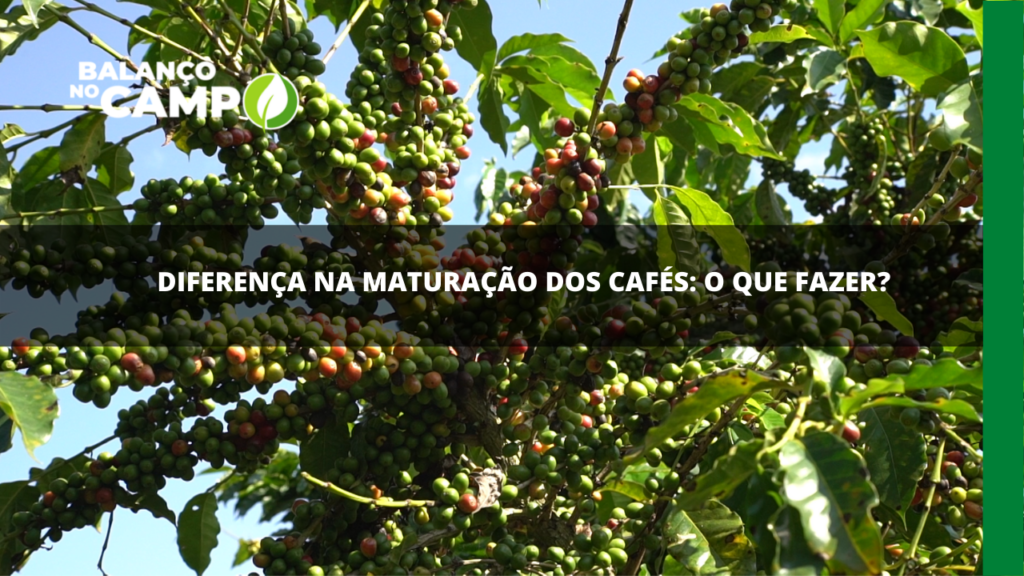 Maturação desigual nos cafés: o que fazer?