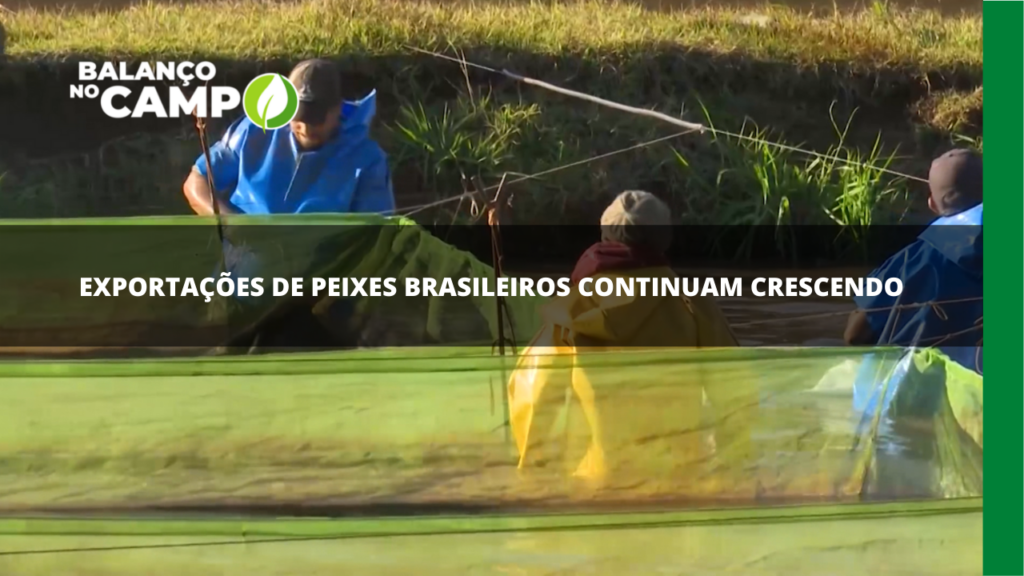 Exportações de peixes brasileiros em alta.