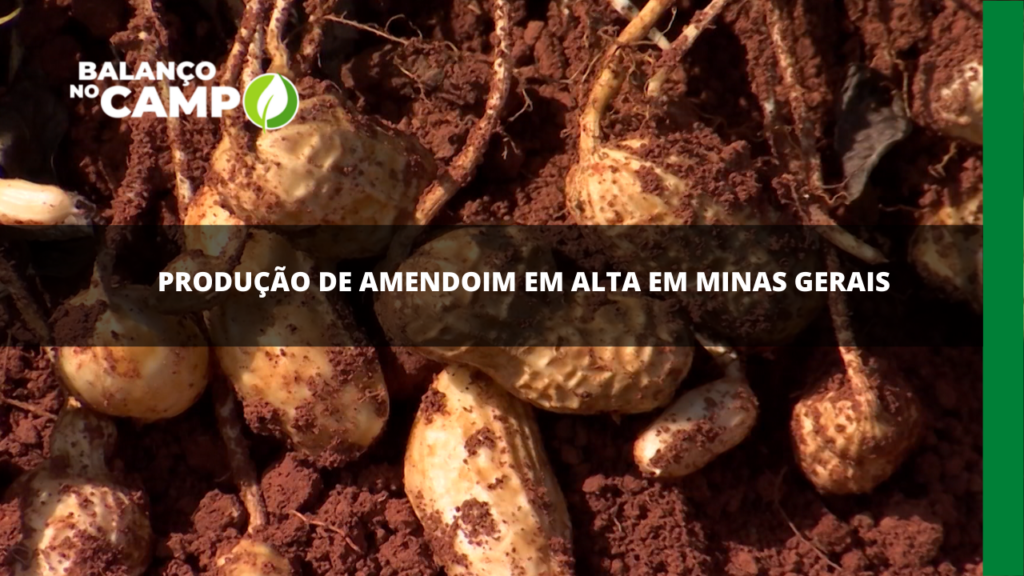 Produtor do Sul de Minas investe na produção de amendoim