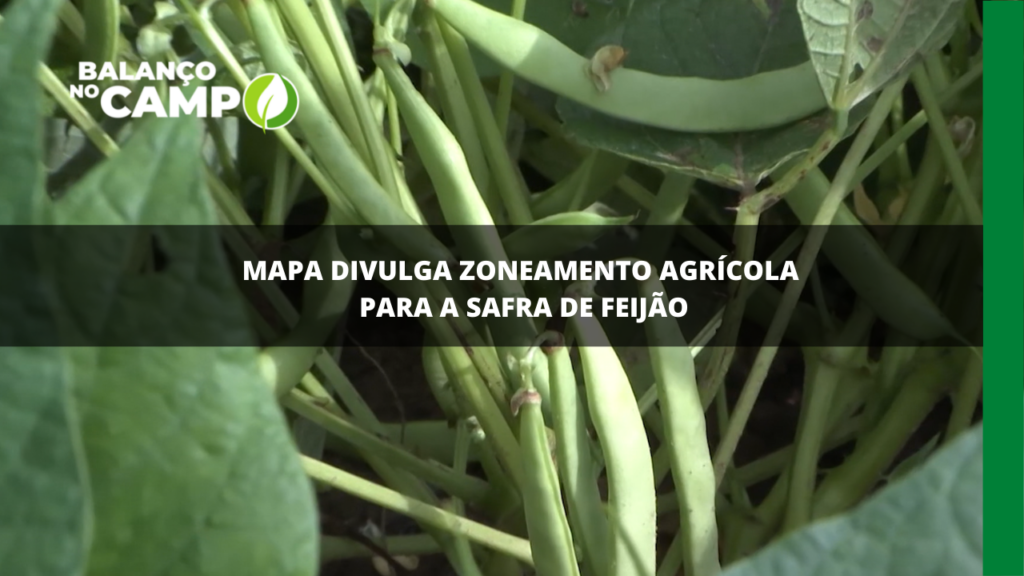 MAPA divulga zoneamento agrícola para safra de feijão