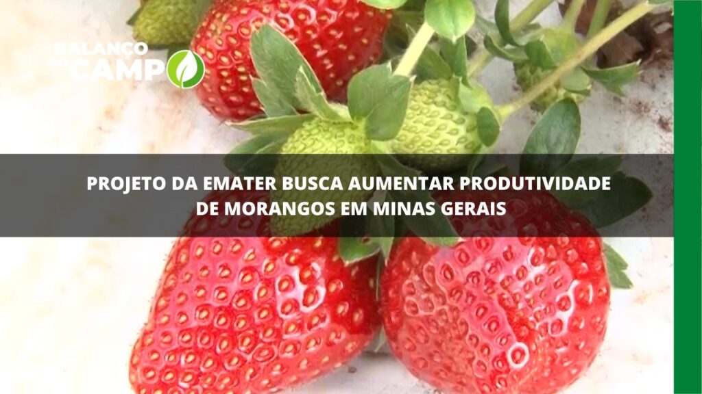 Emater desenvolve pesquisa sobre melhorar produção de morango em Minas.