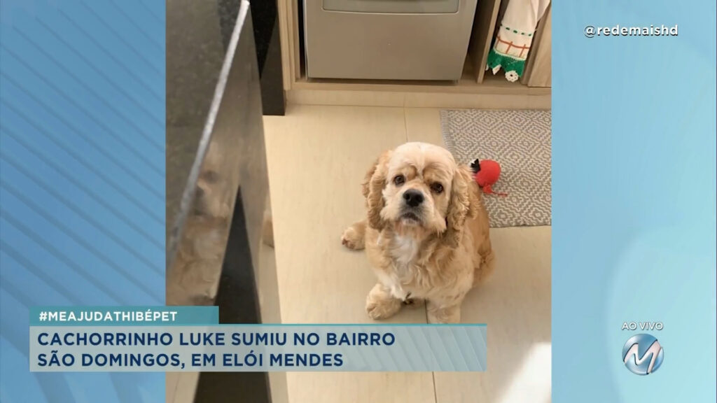 #meajudathibépet: cachorrinho Luke sumiu em Elói Mendes
