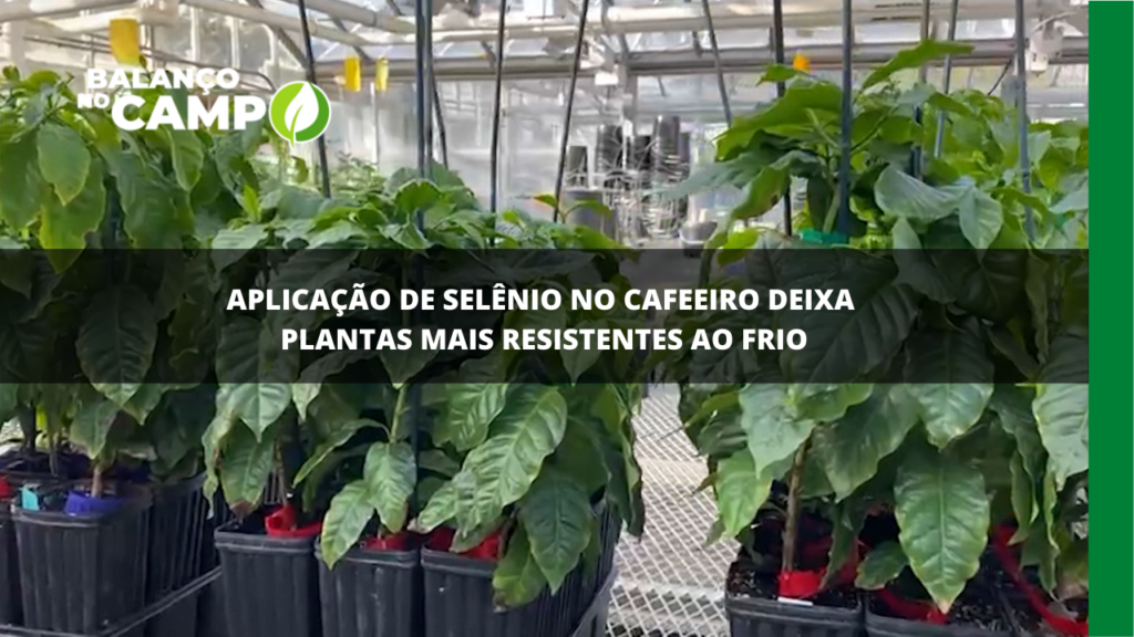 Aplicação de selênio no cafeeiro deixa plantas mais resistentes ao frio